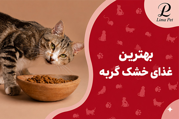 بهترین برند غذای خشک گربه