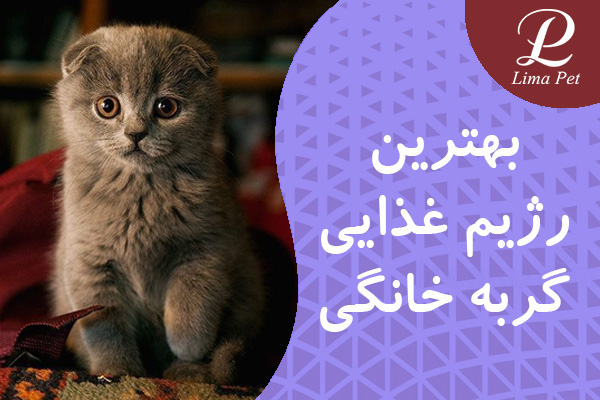 بهترین رژیم غذایی گربه های خانگی