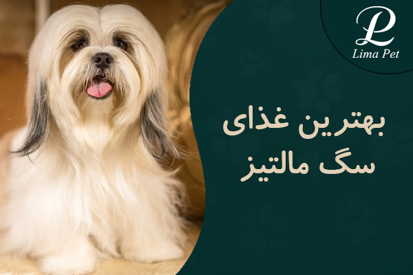 بهترین غذای سگ مالتیز چیست؟