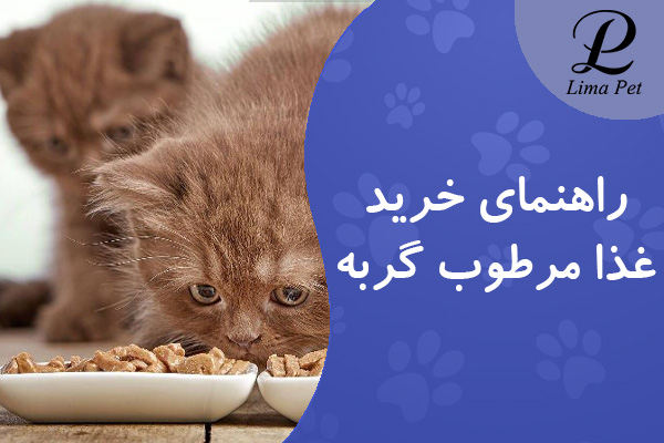راهنمای خرید غذا مرطوب گربه