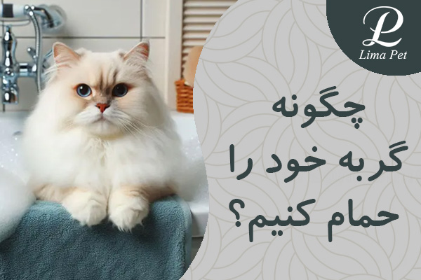 چگونه گربه خود را حمام کنیم؟