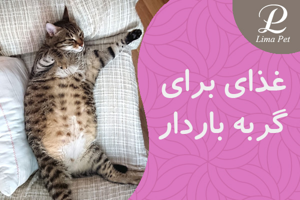غذای برای گربه باردار