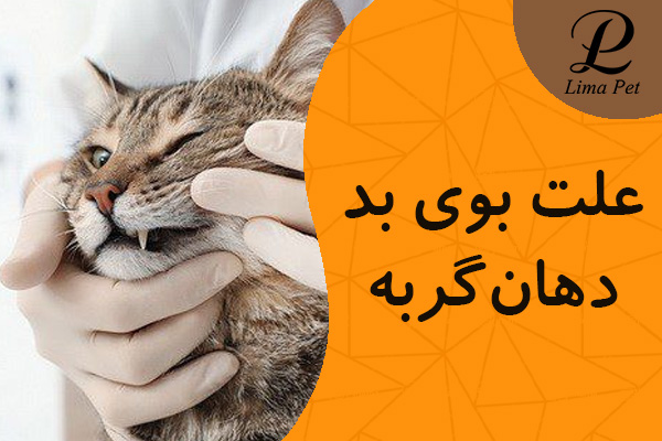 علت بوی بد دهان گربه ها