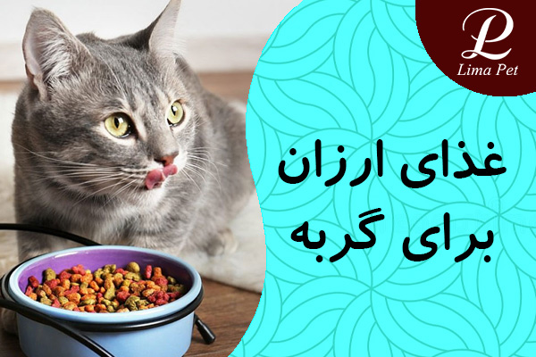 غذای ارزان برای گربه