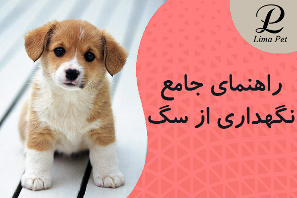 راهنمای جامع نگهداری از سگ