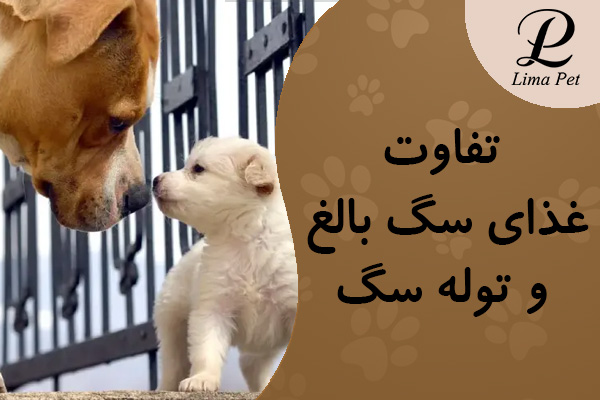تفاوت غذای سگ بالغ و توله سگ