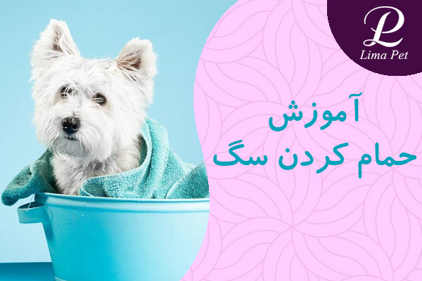 آموزش حمام کردن سگ