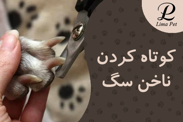آموزش کوتاه کردن ناخن سگ