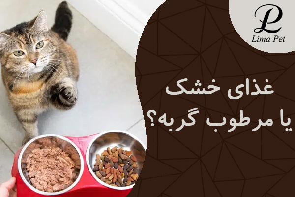 غذای خشک یا مرطوب گربه؟