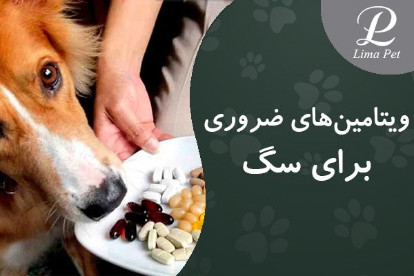 ویتامین‌های ضروری برای سگ