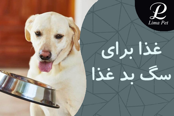 غذا برای سگ بد غذا