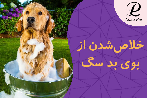 خلاص‌شدن از بوی بد سگ در خانه