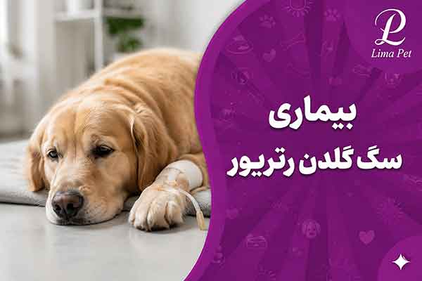 بیماری سگ گلدن رتریور
