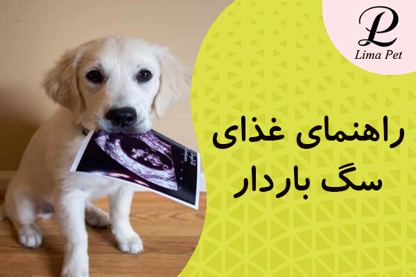 راهنمای غذای سگ باردار
