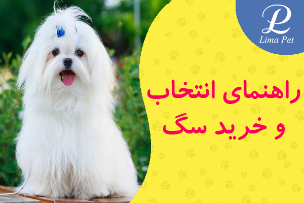 راهنمای انتخاب و خرید سگ