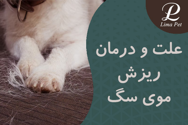 دلایل و درمان ریزش موی سگ
