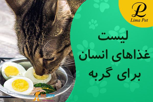 غذاهای انسانی که گربه ‌ها می ‌توانند بخورند