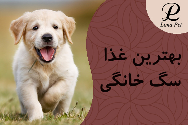 لیست غذا برای سگ خانگی
