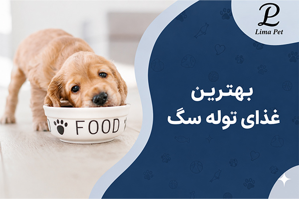 بهترین غذای توله سگ