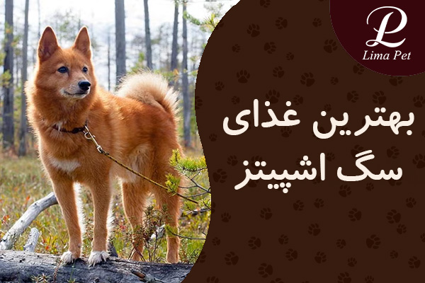 بهترین غذای سگ اشپیتز چیست؟