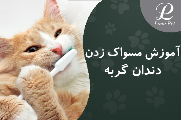 آموزش مسواک زدن دندان گربه