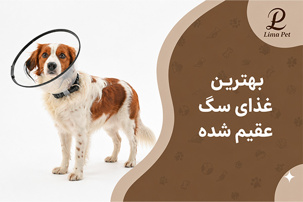 بهترین غذای سگ عقیم شده