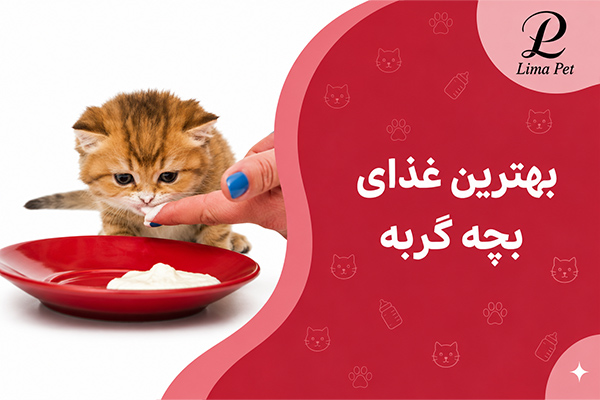 بهترین غذای بچه گربه