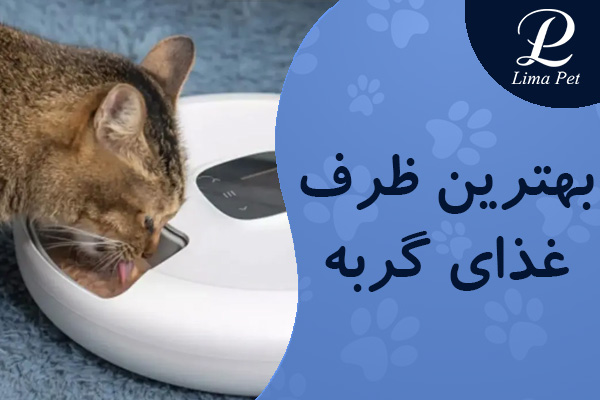 بهترین ظرف غذای گربه