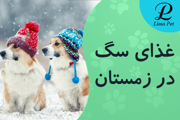بهترین غذای سگ در زمستان چیست؟