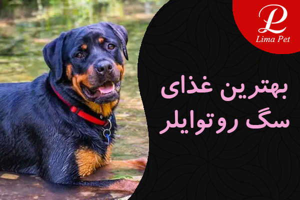 بهترین غذای سگ روتوایلر