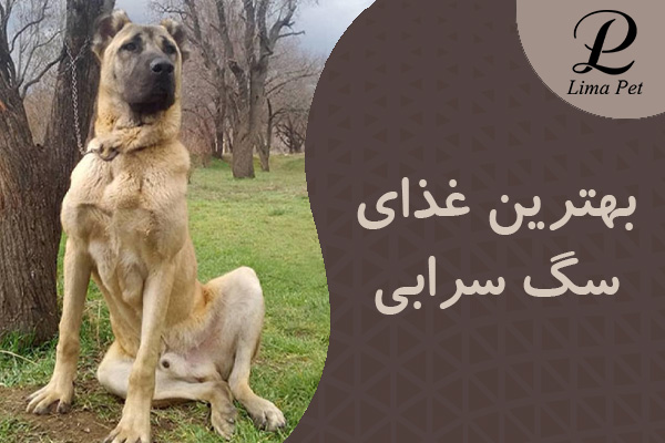 بهترین غذای سگ سرابی چیست؟