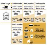 طریقه مصرف غذای بچه گربه رویال کنین مدل کیتن پرشین