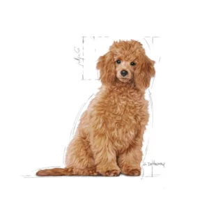غذای خشک سگ رویال کنین مدل پودل پاپی وزن 3 کیلوگرم - Royal Canin Poodle Adult