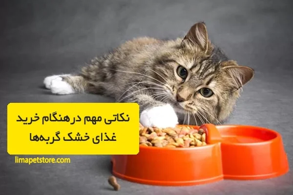 خرید غذای خشک گربه