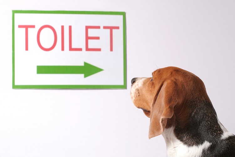 آموزش محل دستشویی به سگ