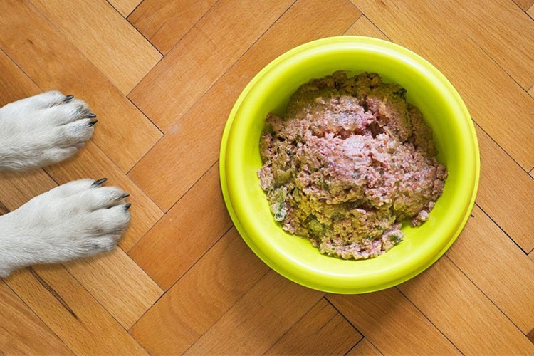 راهنمای خرید و انتخاب غذا مرطوب سگ