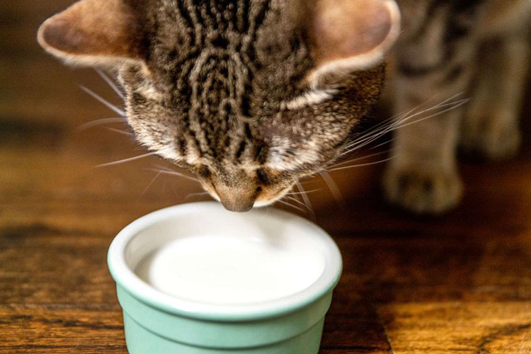 طریقه مصرف شیر خشک گربه