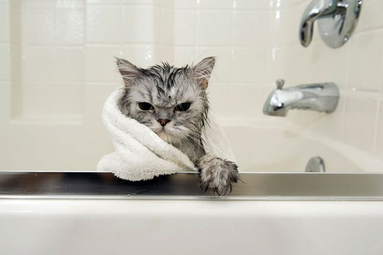 آموزش حمام کردن گربه
