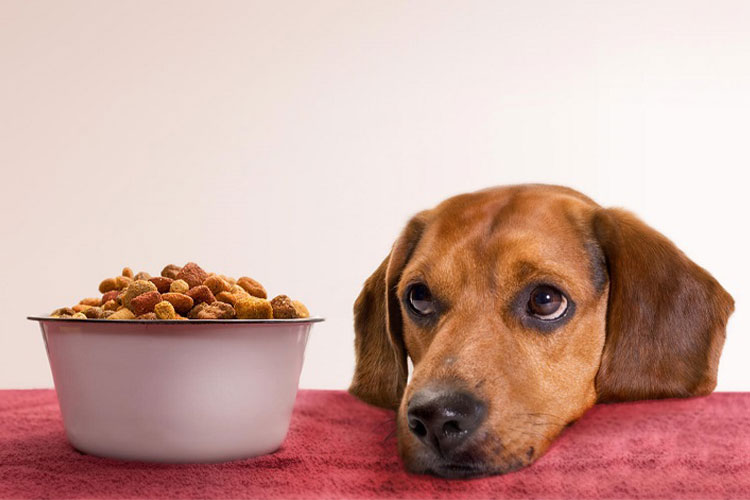 غذاهای آلرژی ‌زا در سگ