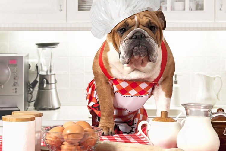 لیست غذاهایی که باعث بروز آلرژی در سگ‌ها می‌شود