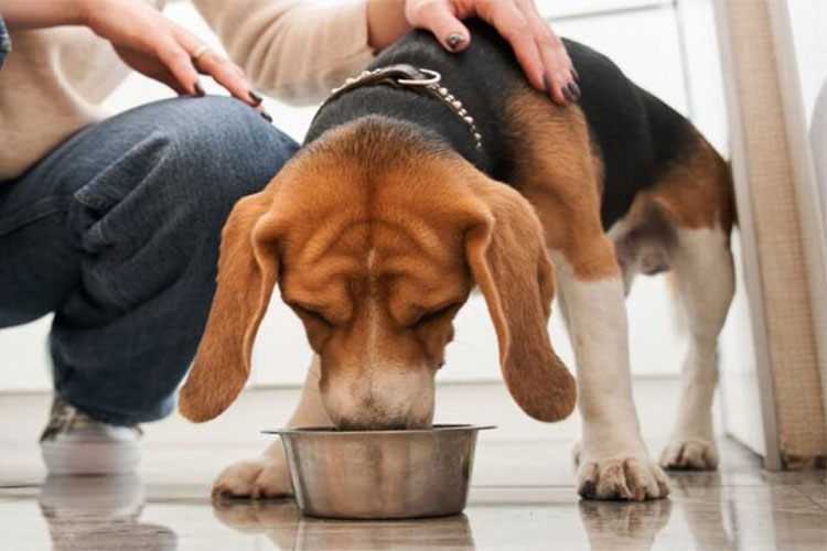 درشت کردن سگ با رژیم غذایی مناسب