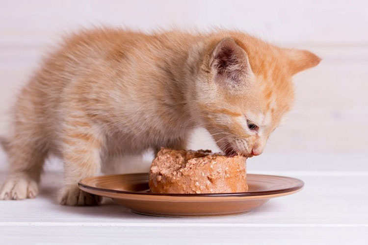 مزایای غذا مرطوب گربه