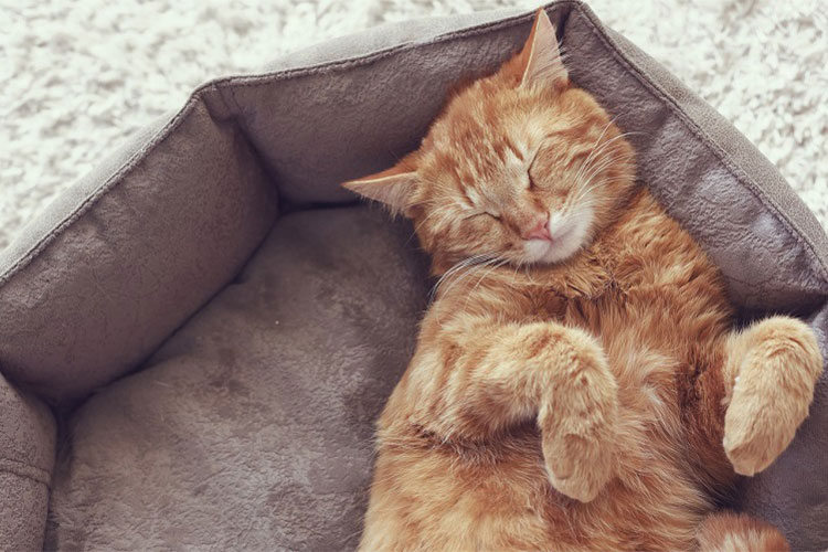 راهنمای خرید جای خواب گربه خانگی