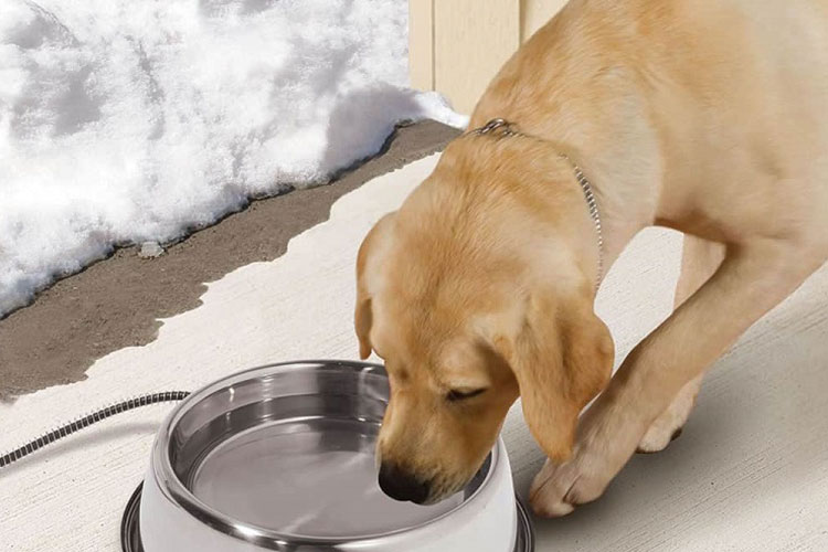 بهترین غذای سگ در زمستان چیست