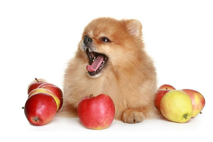 انواع میوه‌ها برای سگ خانگی