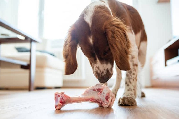 خواص تغذیه سگ با استخوان