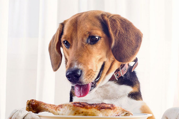 نکات ایمنی تغذیه سگ با استخوان