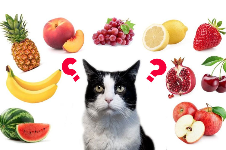 میوه‌ها و سبزیجات غیرمجاز برای گربه‌ها