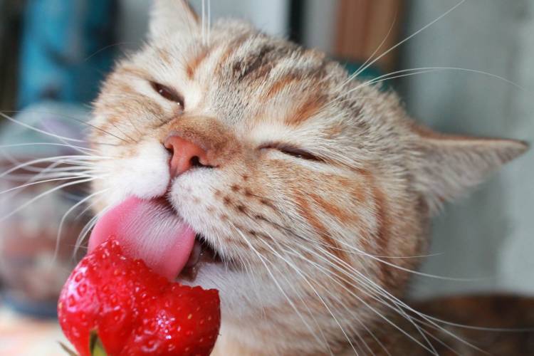 آیا گربه ‌ها می‌ توانند سبزیجات بخورند؟