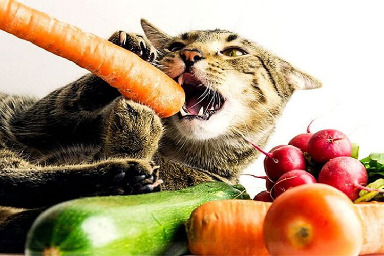 کدام نوع سبزیجات برای گربه مناسب است؟